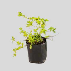 Abelia grandiflora AUREA VAR 2.5lt