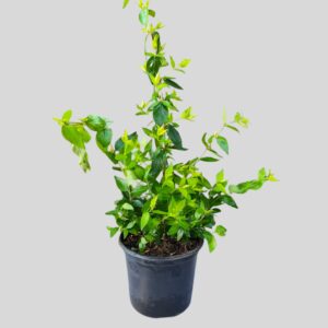 Abelia Grandiflora Francis Mason 17cm