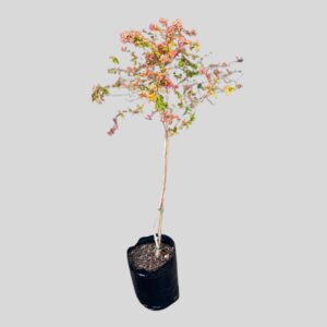 Abelia grandiflora FRANCIS MASON STD 6lt