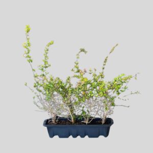 Abelia grandiflora LEMON & LIME HEDGE