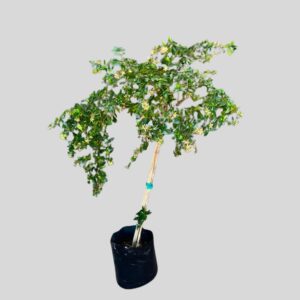Abelia grandiflora STD 10lt