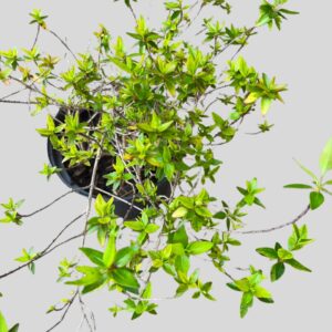 Abelia grandiflora LEMON & LIME var 19cm
