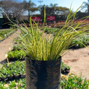 Accorus gramineus VARIEGATED 4lt