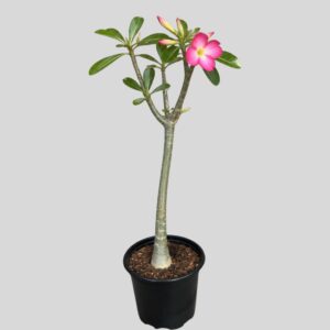 Adenium multiflorum IMPALA LILY