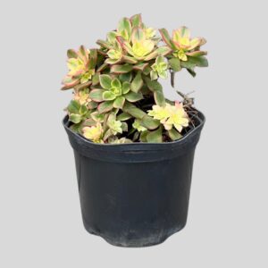 Aeonium kiwi15cm