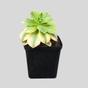 Aeonium kiwi 8cm