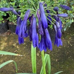 Agapanthus Inapertus Dark Blue 19cm