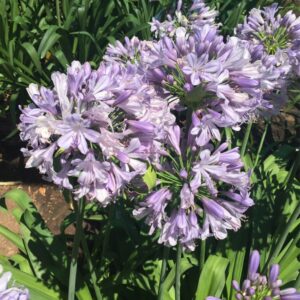Agapanthus MASHMALLOW 19cm
