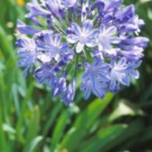 Agapanthus Praecox Blue 3lt