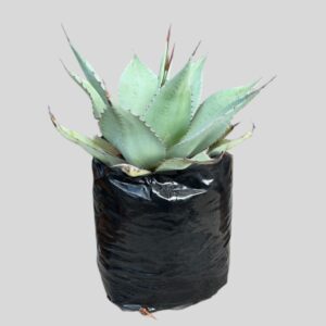 Agave ASSTD 10lt