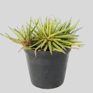 Agave Filifera 15cm