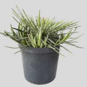 Agave Filifera 25cm