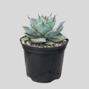 Agave parryi 15cm