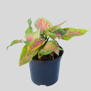 Aglaonema Ambience 15cm