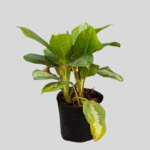 Aglaonema Pattaya Beauty 19cm
