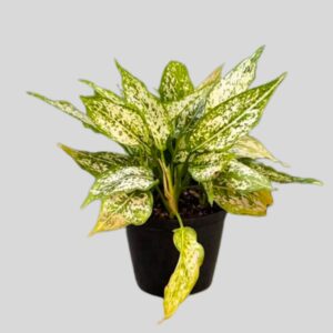 Aglaonema Snow White 14cm