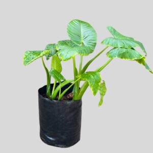 Alocasia macrorrhiza 20lt