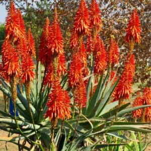 Aloe Arb Andys Red 15lt