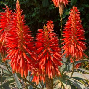 Aloe Arb Andys Red 5lt