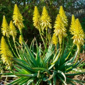 Aloe Arb Andys Yellow 40lt