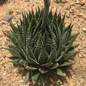Aloe Aristata 15cm