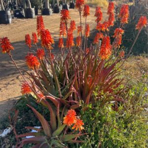 Aloe Cameronii 12cm