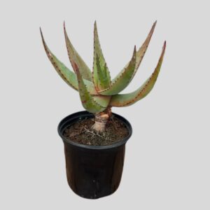 Aloe ferox 15cm