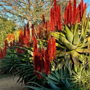 Aloe Ferox Red (tissue culture) 5lt
