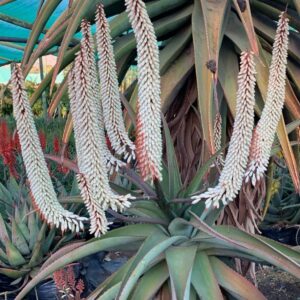 Aloe ferox WHITE 15lt