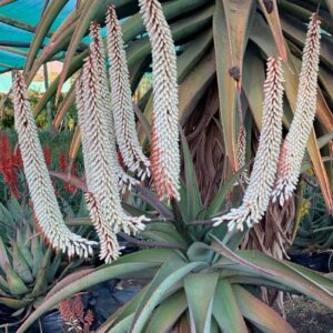 Aloe ferox WHITE 5lt