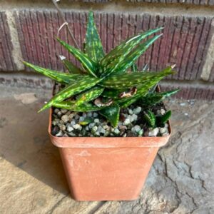 Aloe jucunda  9cm