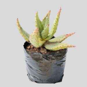 Aloe marlothii 5lt