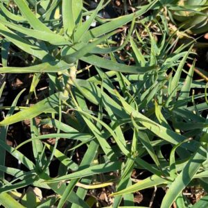 Aloe tenuior 10lt
