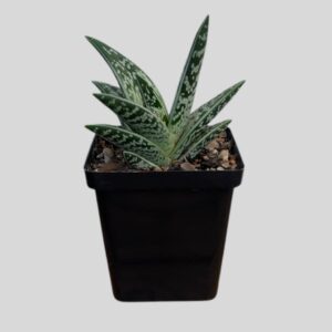 Aloe Variegata 12cm
