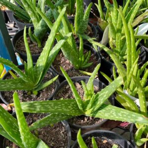 Aloe vera 14cm