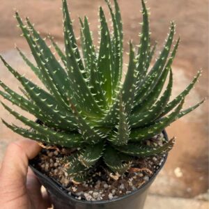 Aloe White Fang 15cm