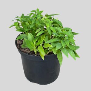 Alstroemeria Indica 23cm