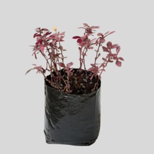 Altenanthera dentata LITTLE RUBY 15cm