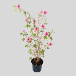 Anisodontea CLASSIC CERISE 2.5l