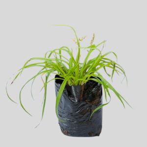 Anthericum saundersii 2lt
