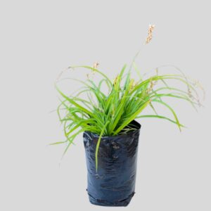 Anthericum saundersii 3lt