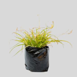 Anthericum saundersii VAR 3lt
