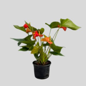 Anthurium NEW HYBRID 17cm