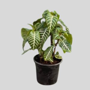 Aphelandra squarrosa 14cm