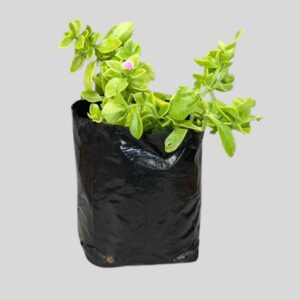 Aptenia cordata 4lt