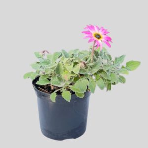 Arctotis HYBRID 15cm