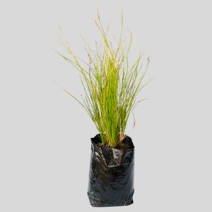 Aristida Junciformis 2lt