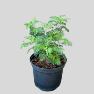 Artemesia afra 15cm
