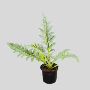 Artichoke VIOLET DE PROVEN 17cm