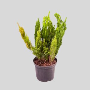 Asparagus densiflorus GREEN RIPPLE 21cm